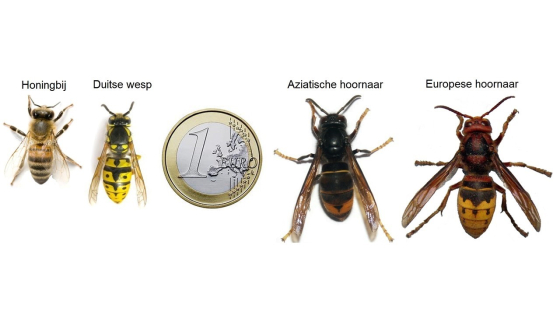 verschillende bijen/wespen/hoornaars